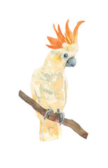 Watercolor parrot cockatoo on white background