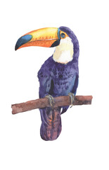 Watercolor toucan on white background