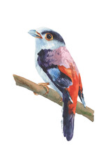 Watercolor bird silver-breasted broadbill on white background