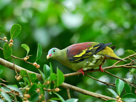 Male of Thick-billed green Pigeon (treron curvirostra) thick bill green pigeon perching on ripe fig fruit tr