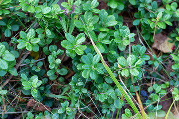 lingonberry green plants pattern in forest ground