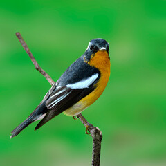 Mugimaki Flycatcher with nice details on its feathers, Ficedula mugimaki, isolated green background, bird