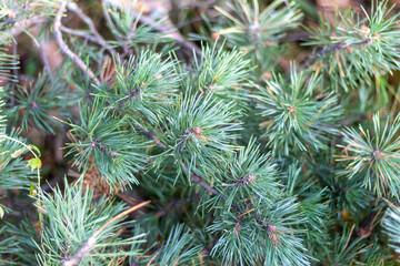 close up of pine needles on tree branch in forest