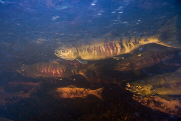 Spawning Chum Salmon, Alaska