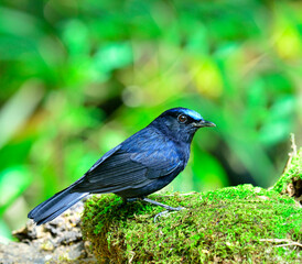 Nice Blue bird, male White-tailed Robin, standing on the branch (Cinclidium leucurum)