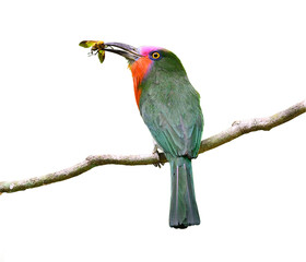 Nice color of Red-bearded Bee-eater carrying insect for its chicks in the nest, Nyctyornis amictus, bird of Thailand, isolated on white background