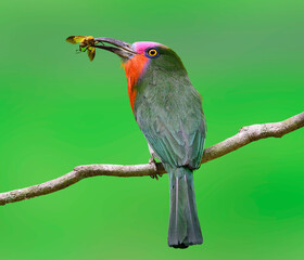Nice color of Red-bearded Bee-eater carrying insect for its chicks in the nest, Nyctyornis amictus, bird of Thailand on green clear background