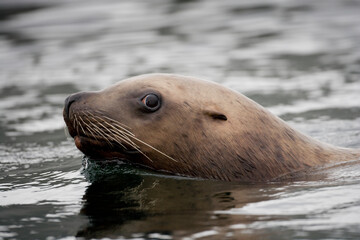Steller Sea Lion, Frederick Sound, Alaska