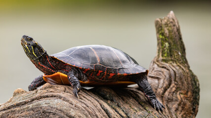 Painted turtle on a river log - Powered by Adobe