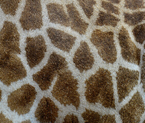Nice Giraffe skin patterns