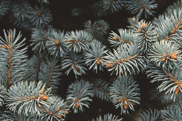 Naklejka na ściany i meble Fresh fluffy green fir branches texture, close up.