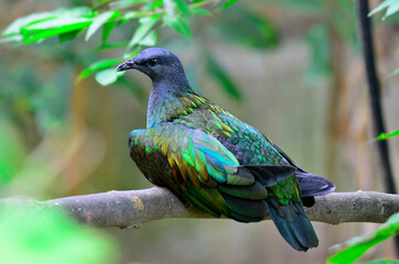 Nicobar Pigeon ,Caloenas nicobarica, a wild bird on island