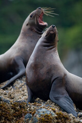 Steller Sea Lions, Alaska