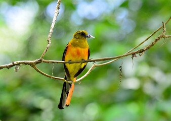 Orange-breasted Trogon and insect in mouth for its chicks, Harpactes oreskios