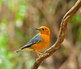 Orange-headed Thrush (Zoothera citrina) beautiful bird in Thailand perching on curve branch