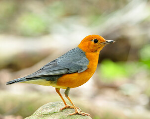 Orange-headed Thrush (Zoothera citrina) bird in Thailand