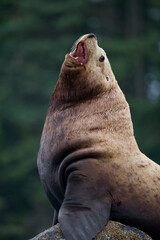 Obraz premium Steller Sea Lion Bull, Alaska