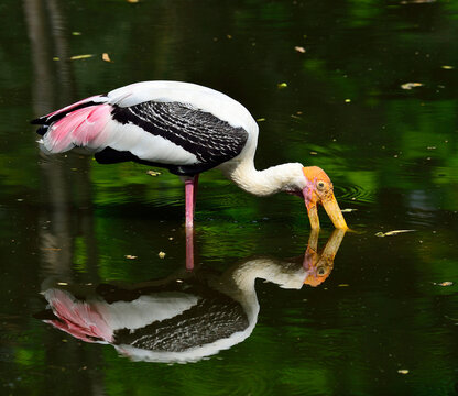 Painted Stork, Mycteria leucocephala, use yellow bills and fishing in the pond with reflexion shadow in water