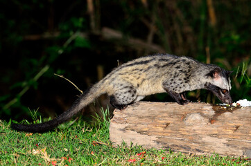 Palm civet taking meal in the night time