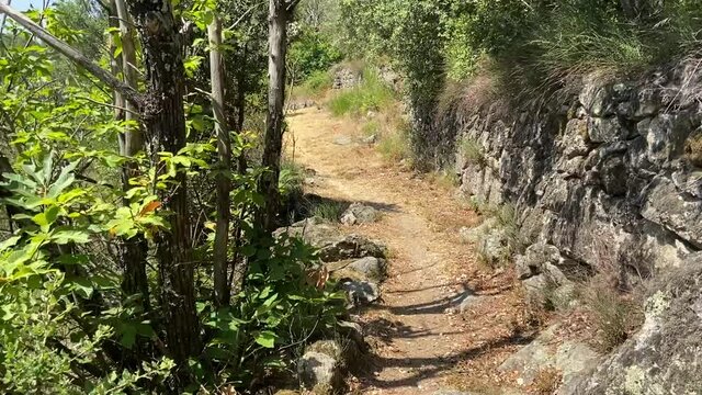 Randonn&eacute;e dans la for&ecirc;t, C&eacute;vennes
