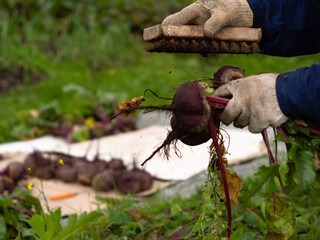assembling vegetables from the garden. clearing beets from the ground with a clear. farm work.