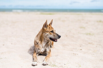 Fototapeta na wymiar Relax dog on sand beach in summer