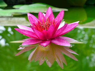 Pink Water Lily or Lotus Flower with its reflection in the water