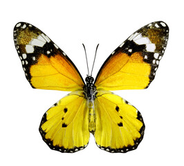 Plain Tiger Butterfly upper wings profile in natural color isolated on white background