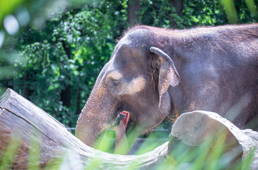 The elephant rests and hides behind a tree. © Jiří Fejkl