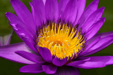 Purple lotus flower blooming