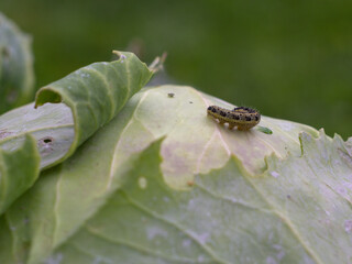cabbage eaten by a pest. caterpillars on cabbage. pest control.
