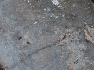 Ants in search of food on a concrete floor