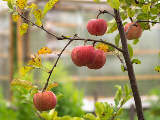 young Apple tree in the garden. red apples on a branch. autumn harvest.