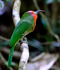 Red-bearded Bee-eater bird (Nyctyornis amictus)