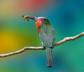 Red-bearded Bee-eater carrying insect for its chicks in the nest, Nyctyornis amictus, bird on multicolor background