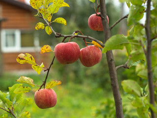 young Apple tree in the garden. red apples on a branch. autumn harvest.