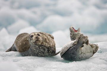 Obraz premium Harbor Seals on Iceberg, Alaska
