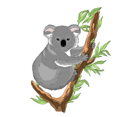 Koala bear