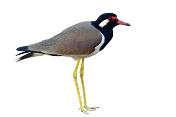 Obraz premium Red-wattled Lapwing