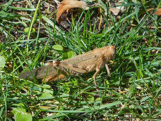 Small yellow grasshopper hidden in the grass