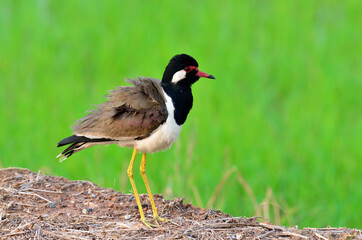 Red-wattled Lapwing