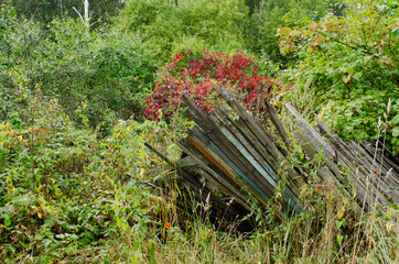 Abandoned garden in the forest. Old wooden fence. Scenic landscape background.