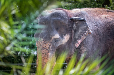 The elephant rests and hides behind a tree. © Jiří Fejkl