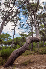 Fototapeta na wymiar twisted trunk of pines tree