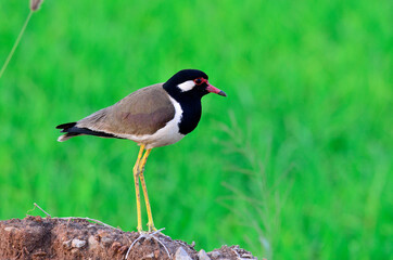 Red-wattled Lapwing standing with details and lighting green background, Vanellus indicus, bird