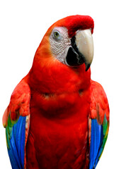 Scarlet Macaw bird isolated on white background