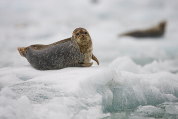 Harbor Seal Pup on Iceberg, Alaska