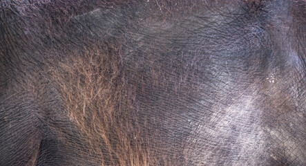 background which the structure of hide of elephant is represented on © Jiří Fejkl