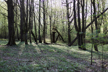 Bialowieza forest, Poland