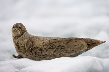 Harbor Seal Pup on Iceberg, Alaska